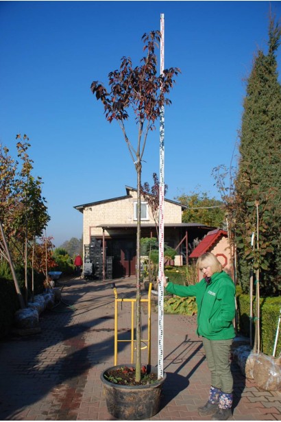 Сакура дрібнопильчаста Роял Бургунді на штамбі